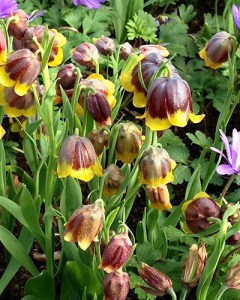 Fritillaria michaelovskyi